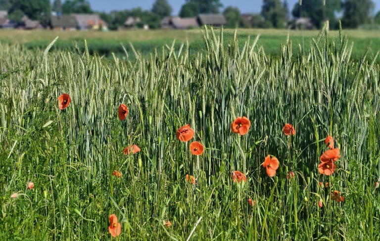 Pėsčiųjų žygis po Valkininkus, žydi aguonos