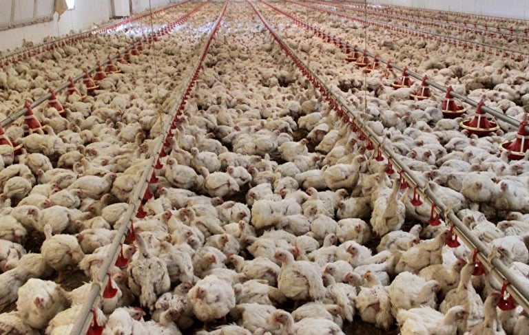 Kanatlı hayvanlar kümes içi özel projeler