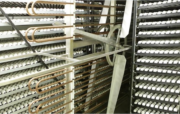 Tavuk üretim çiftlikleri Kesimhaneler Kuluçkahaneler Yemleme ve taşıma hatları