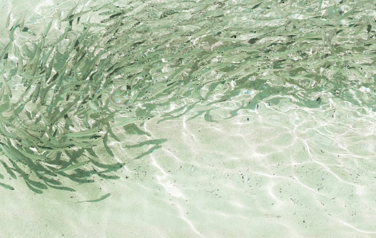 Photograph of a school of fish in clear seawater, changing direction