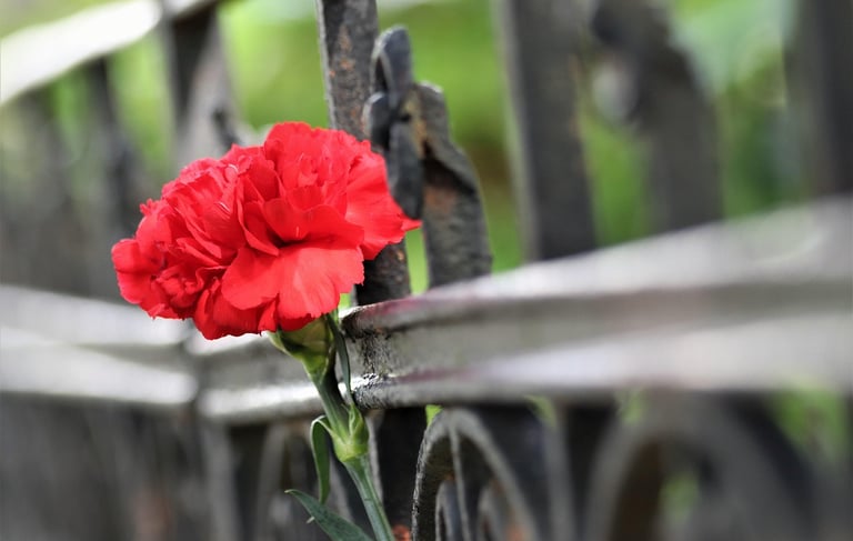 a red cornation flower tied to a cast iron gate in remembrance