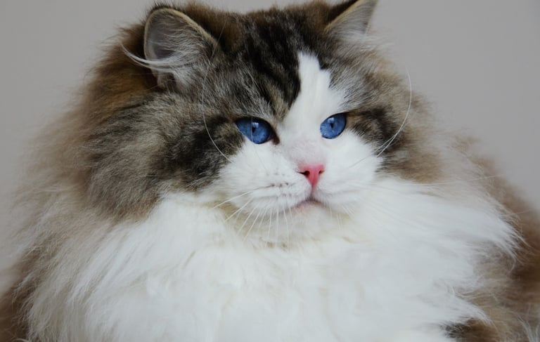 a cat with blue eyes and a white cat