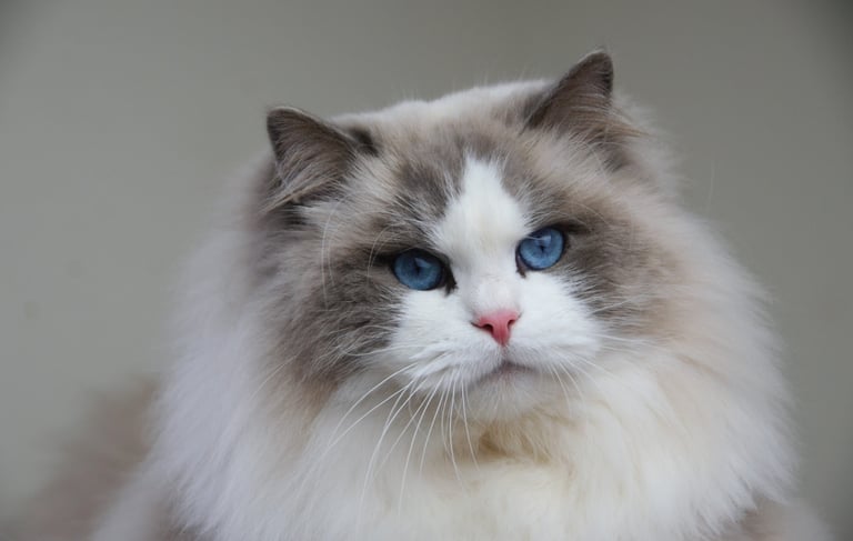 a cat with blue eyes and a white cat