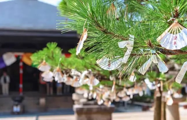Omikuji fortune papers hanging on pine tree at a Japanese shrine