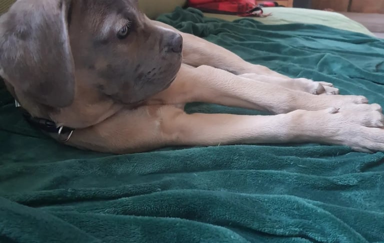 garderie chiot instinct de meute