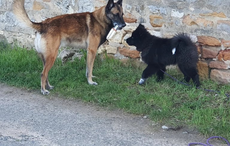 education canine harmonie instinct de meute