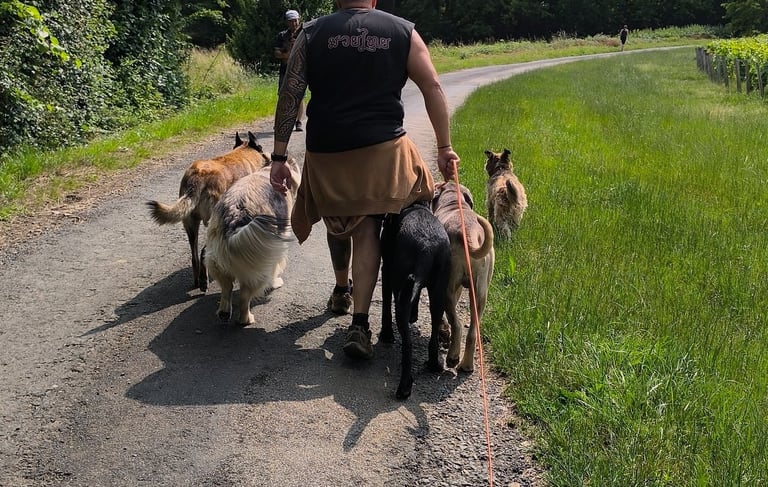 balade groupe chiens instinct de meute