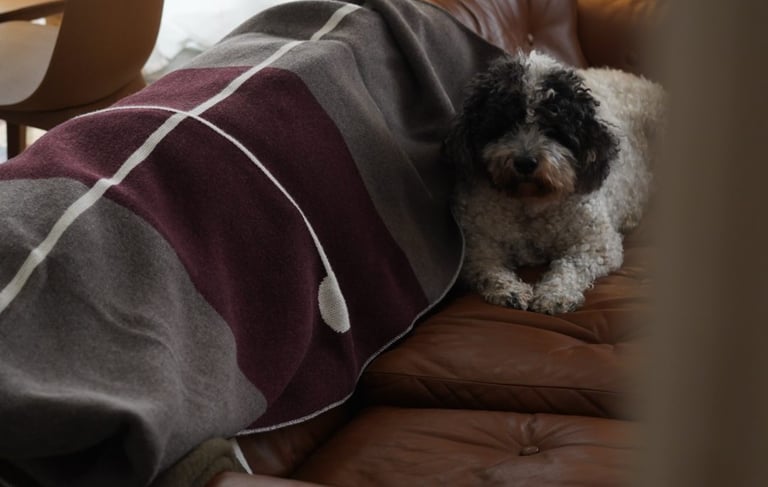 a dog is laying on a couch with a blanket