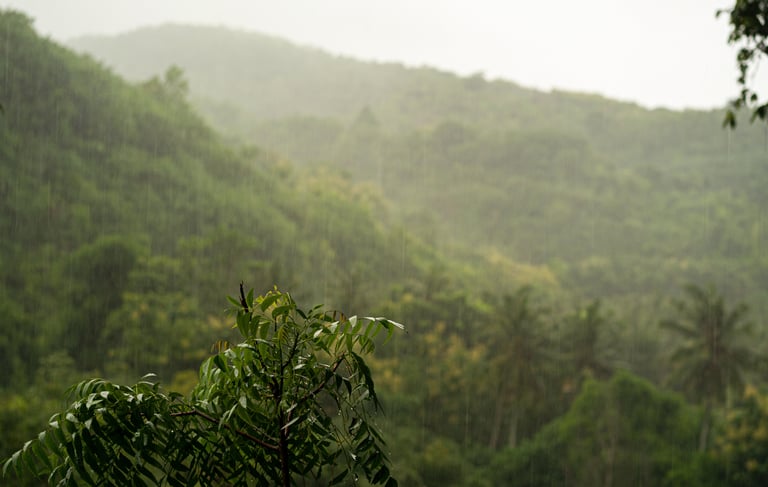 floresta, credit carbon, carbono, sustentabilidade, esg, CVM, Lucro Real