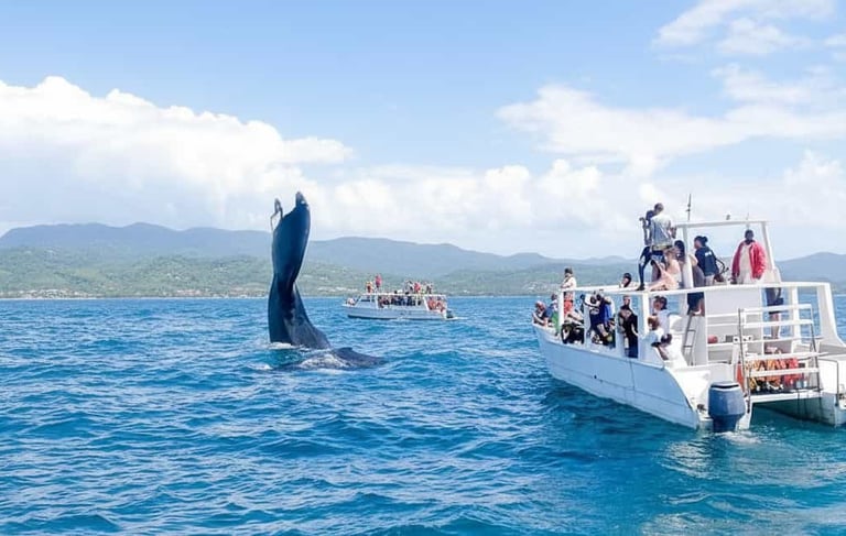 Humpback whale breaching in Samana Bay seen from Miches Dominican Republic