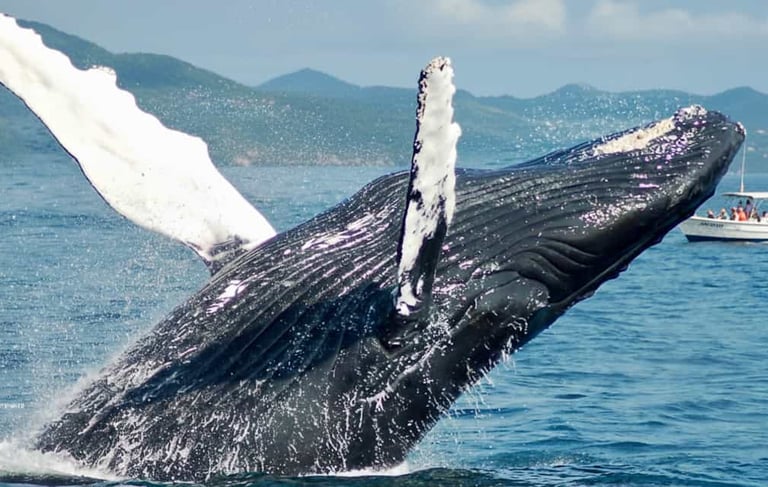 Humpback whale tail with Las Galeras mountains on the horizon Samana Bay
