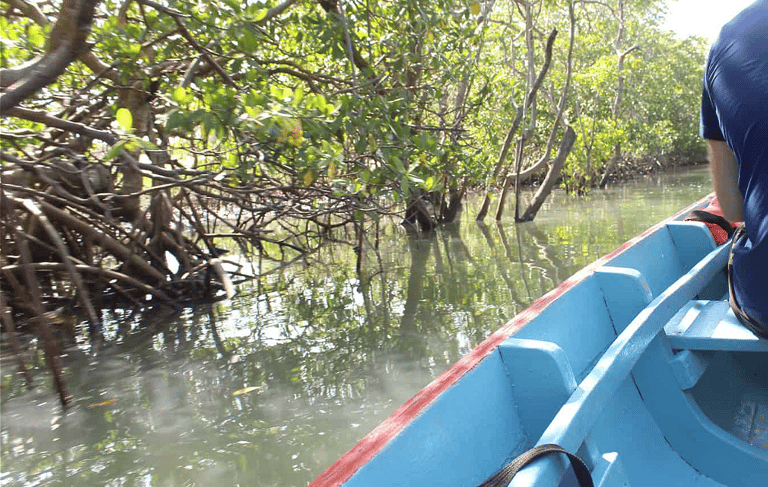 Tour do Cavalo Marinho -Jericoacoara