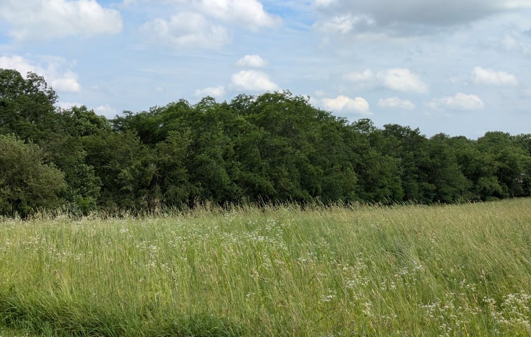 A grass filled field with trees in the background under a blue sky