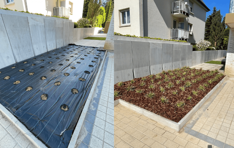 Plantation de graminées.