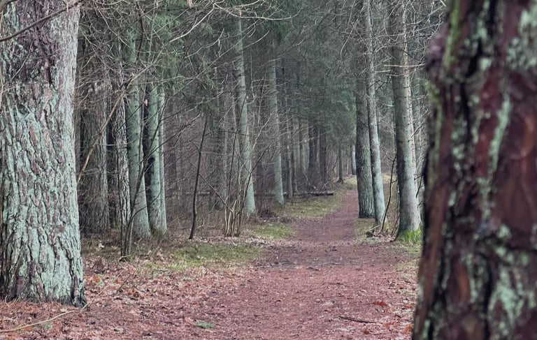 gyvenimo krypties pasirinkimai ir pokytis