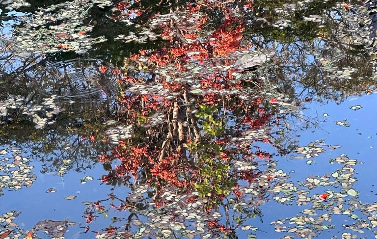 psichologine grupe savivokai ir vidiniam aiskumui