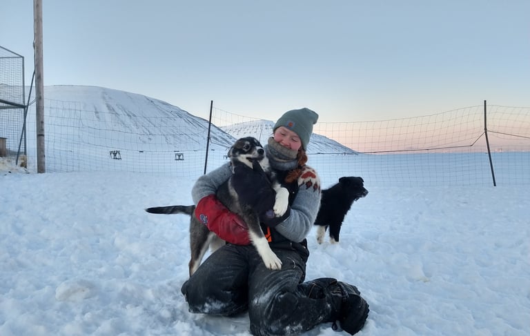 Chien de traineau en Laponie