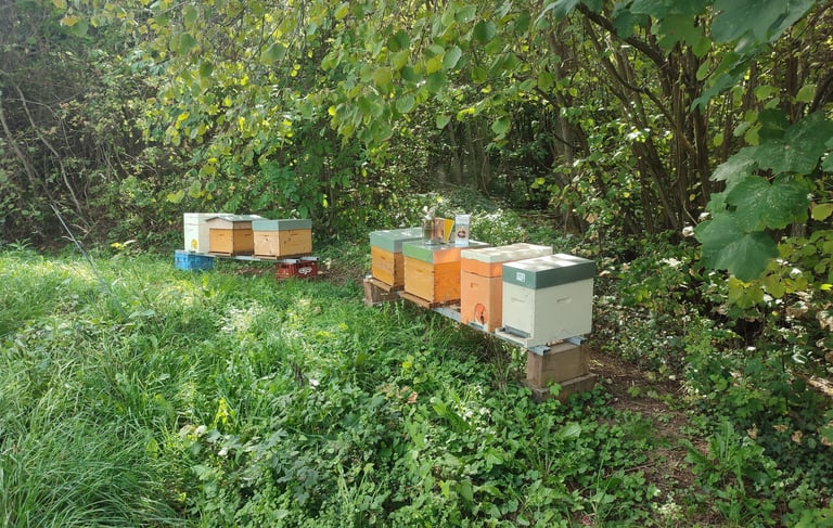 a group of bees on a field with beehive