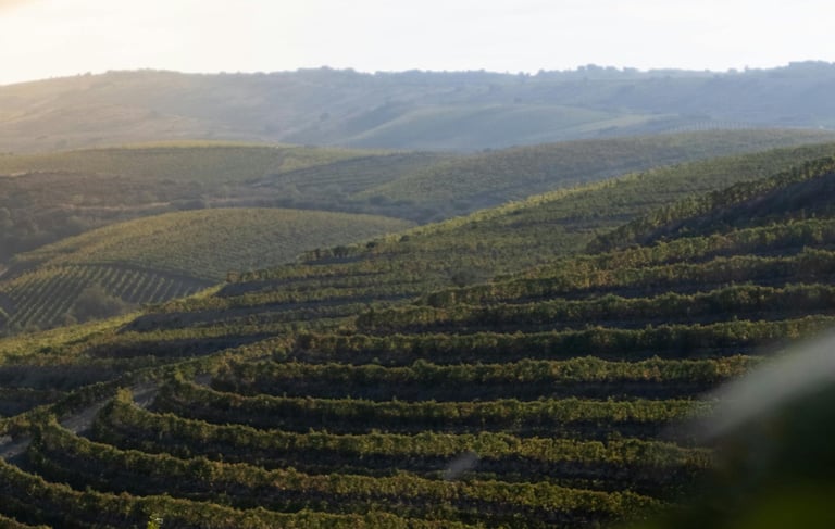Portugal, Weinberge im Douro Tal