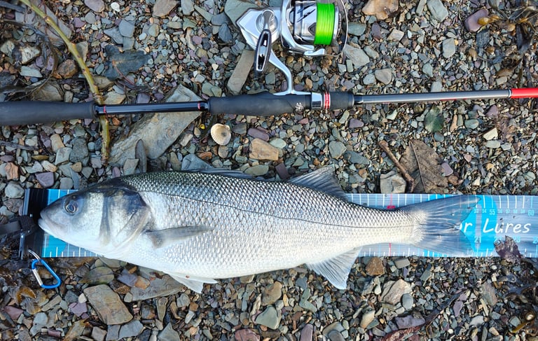 54cm Bass caught on creature bait