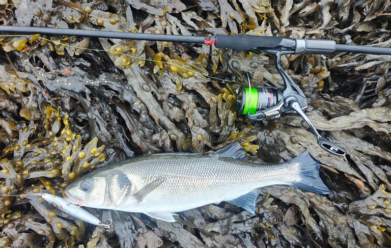 Bass caught on surface lure