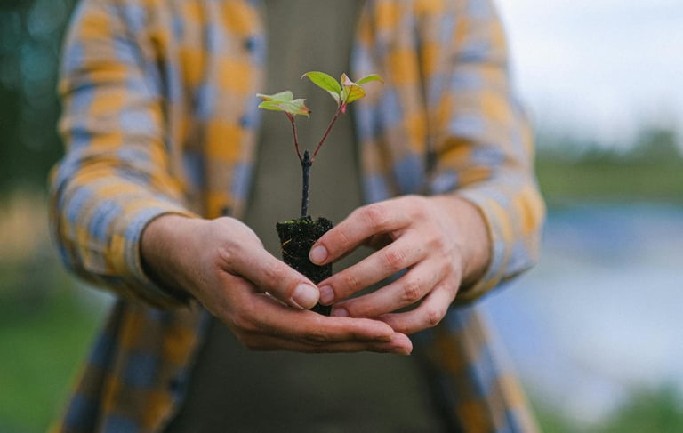 Hands holding a small seedling plant ready for planting