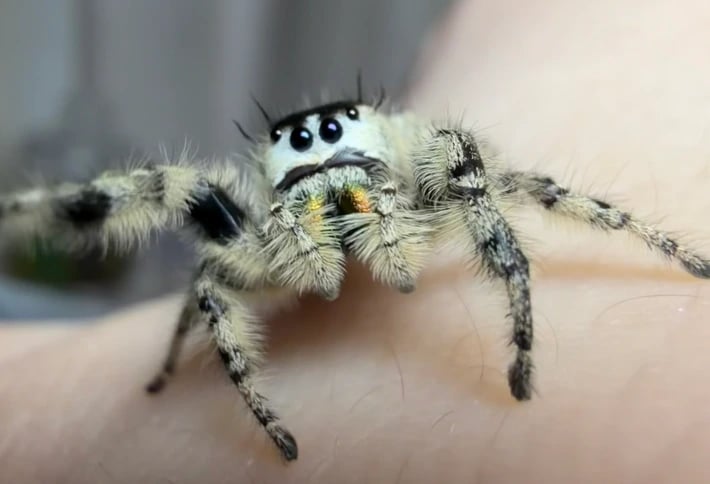 Jumping Spider