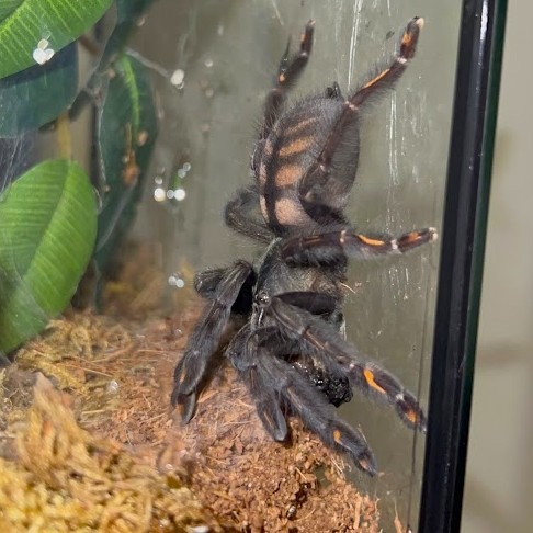 P Irminia