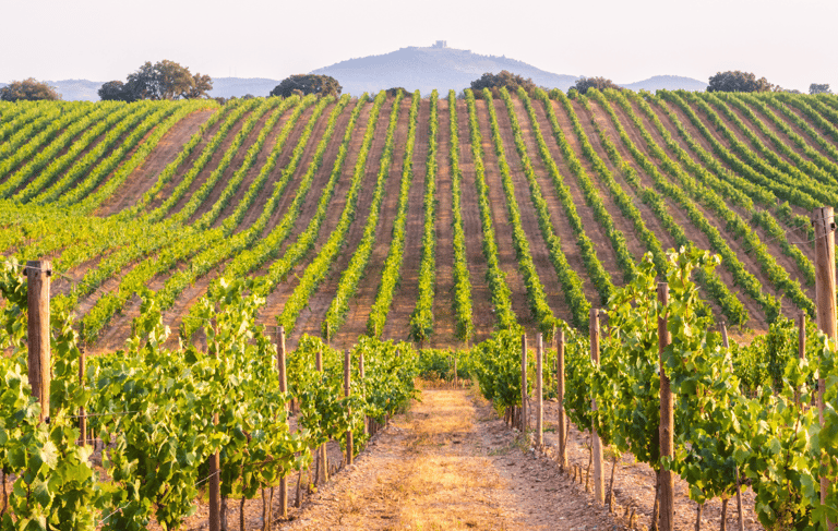 Vineyard in the hills