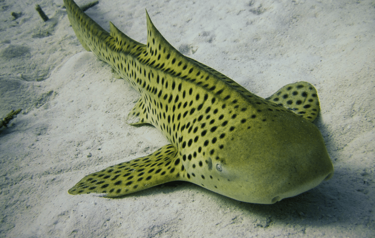 Zebra Shark, Conservation