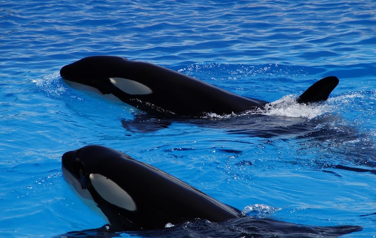wikifaith-encyclopedia-wikipedia-wikileaks-beginning-of-life-on-earth