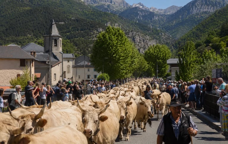 Traditional Pays de Sault Transhumance near Quillan in the Aude Pyrenees cattle annual pastoral festival.