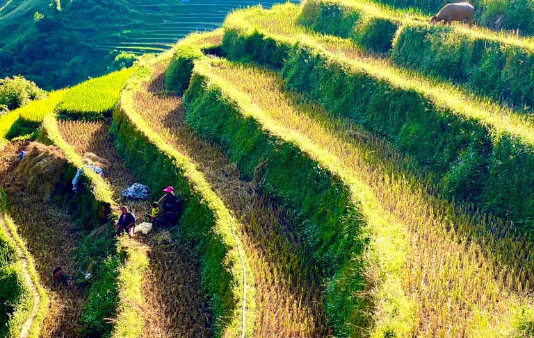 Rice terrace