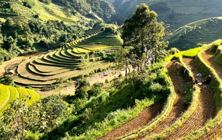 Rice terrace