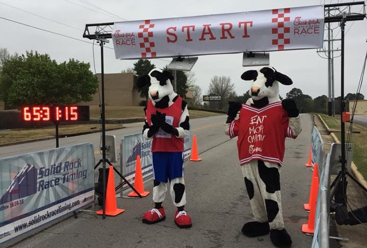a picture of the Chick Fil A cows at the starting line of the North Alabama Chick Fil A Race Series