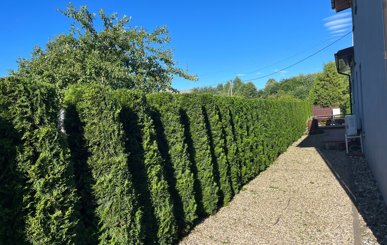 Apgenėta koloninių tujų gyvatvorė
