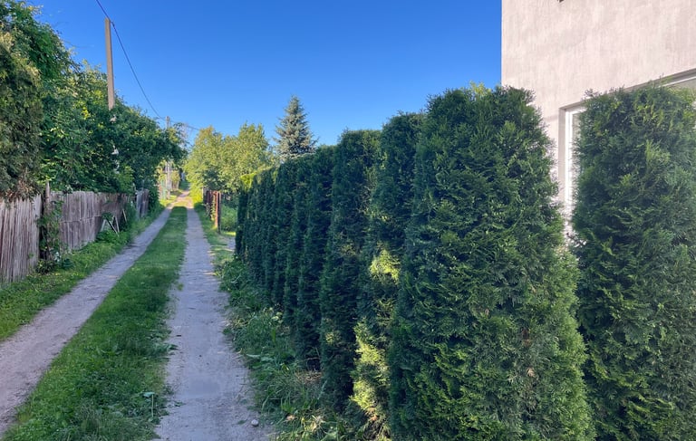 Koloninių tujų gyvatvorės genėjimas