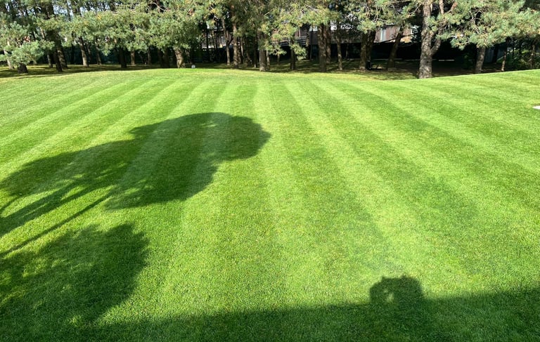 Vejos būklė po skarifikavimo – tankesnė ir sveikesnė veja