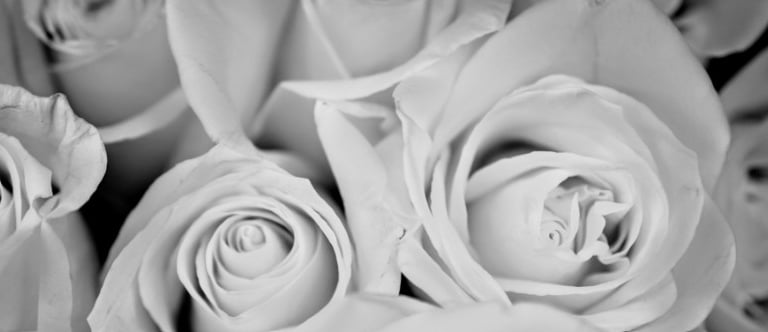 black and white zoomed picture of white roses