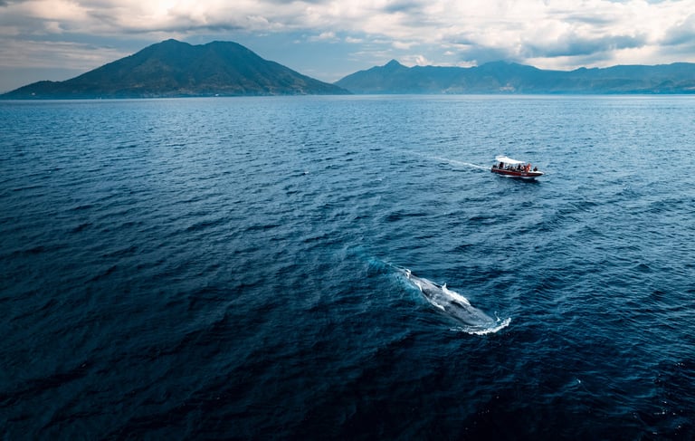 whale watching in alor 