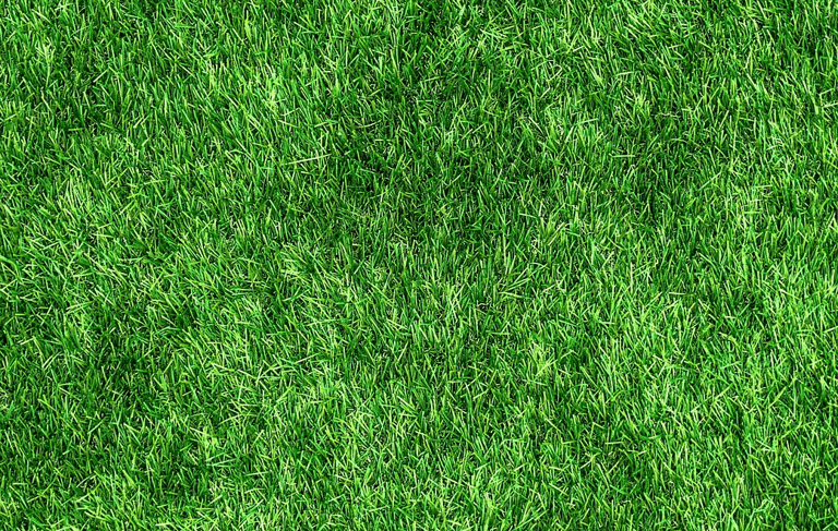 Healthy green lawn after professional lawn treatment, showing even grass growth 