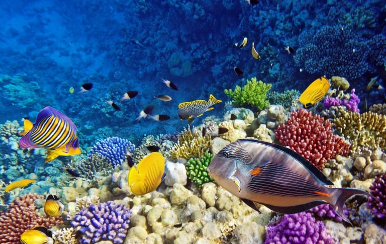 Properties for sale in Marsa Alam. Real estate in Marsa Alam for sale by padsabroad