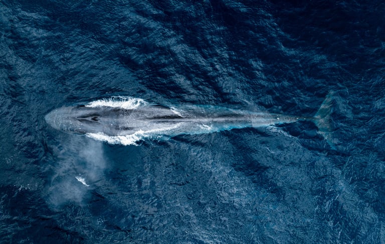 a blue whale taken from above