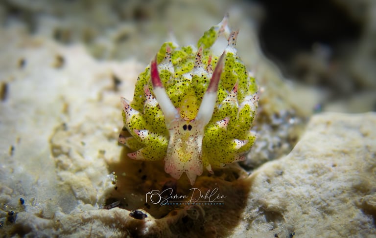 a nudibranch sitting on a rock