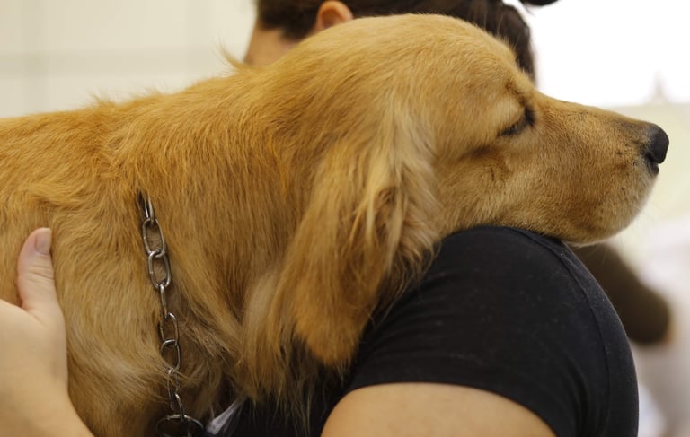 Trimming de raça específicas como golden, spitz alemão,lulu da pomerãnia,york,lhasa,shih-tzu,maltês