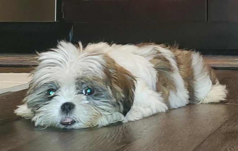 Maltese Shih Tzu Mix Puppy