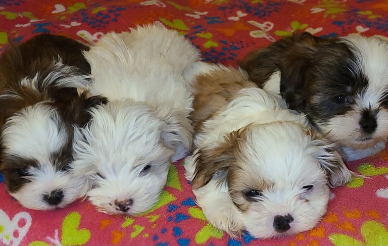 Perfect Paw Pups Mal-Shi Puppy Litter MalShi