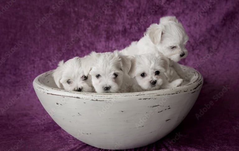 Perfect Paw Pups Maltese puppies for sale in Texas