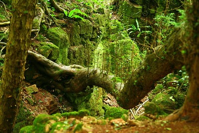 Puzzlewood photo by Neil Barnwell