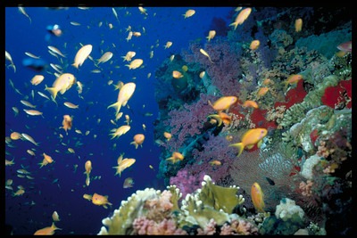 red sea fish photo by silvio Pastore Stocchi